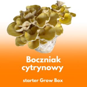 Boczniak cytrynowy – wkład grzybniowy do Grow Boxa