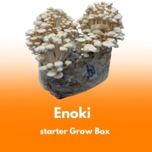 Grzybnia Enoki (Flammulina velutipes) do Grow Boxa