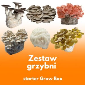 Zestaw 6 grzybni do Grow Boxa – sześć comiesięcznych dostaw grzybni do wyboru