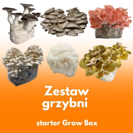 Zestaw 6 grzybni do Grow Boxa – sześć comiesięcznych dostaw grzybni do wyboru