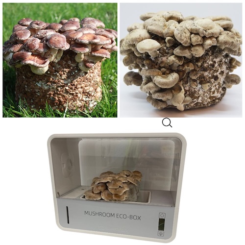 Shiitake (Lentinula edodes) – wkład grzybni do Grow Boxa - obrazek 7