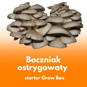 Boczniak ostrygowaty – wkład z grzybnią do Grow Boxa