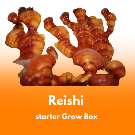 Grzybnia Reishi (Ganoderma lucidum) do Grow Boxa