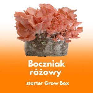 Boczniak różowy (Pleurotus djamor) – grzybnia do Grow Boxa