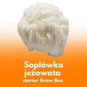 Soplówka jeżowata (Lion’s Mane) – wkład z grzybnią do Grow Boxa
