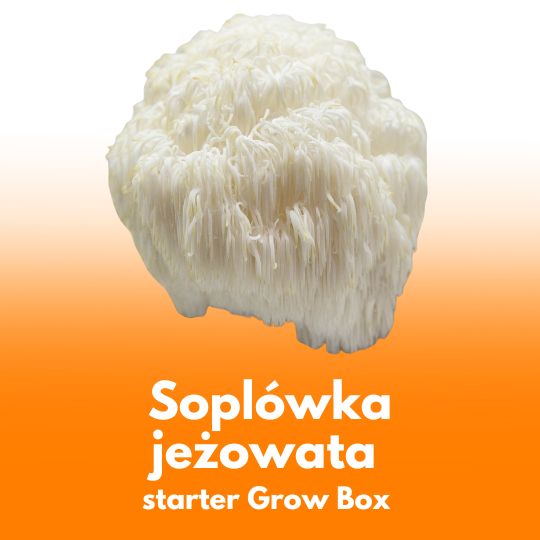 Soplówka jeżowata (Lion’s Mane) – wkład z grzybnią do Grow Boxa