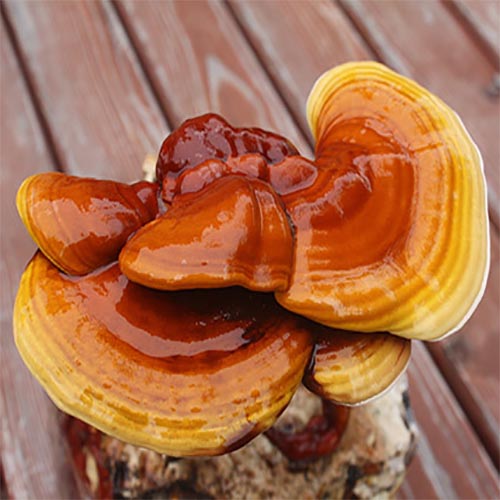 Reishi mielone 50 g – Ganoderma lucidum, proszek z grzyba funkcjonalnego - obrazek 5