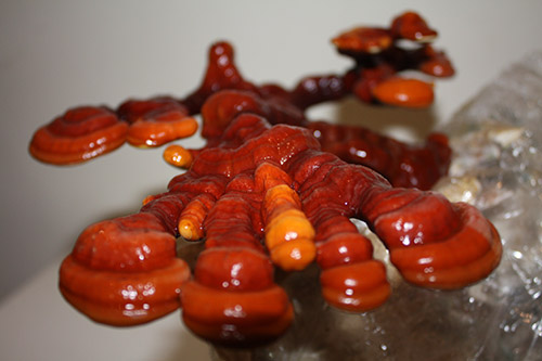 Reishi mielone 50 g – Ganoderma lucidum, proszek z grzyba funkcjonalnego - obrazek 6