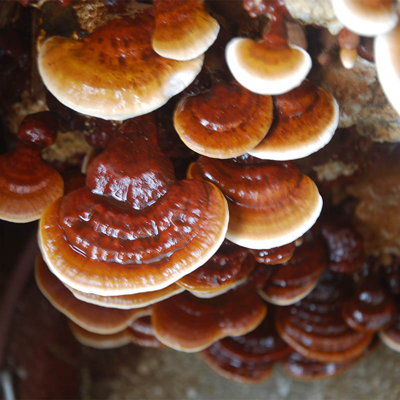 Reishi mielone 50 g – Ganoderma lucidum, proszek z grzyba funkcjonalnego - obrazek 4