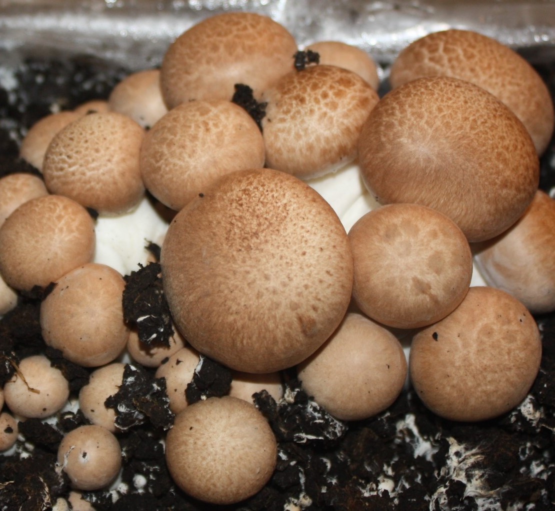 Pieczarka brązowa 20 kg – gotowa kostka z grzybnią III fazy - obrazek 4